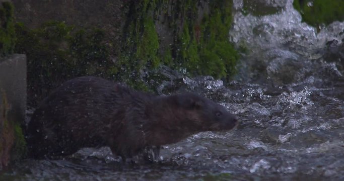 Otter Eurasian shaking water off at river edge slow motion