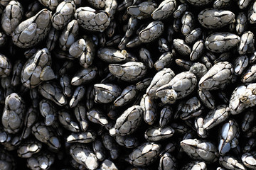 Mussels on the Oregon Coast