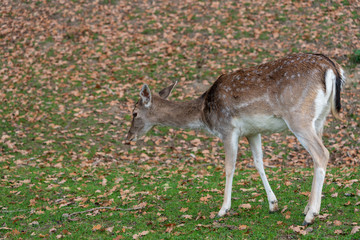 Reh im Herbstwald