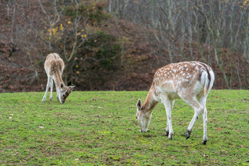 Rehe im Herbstwald