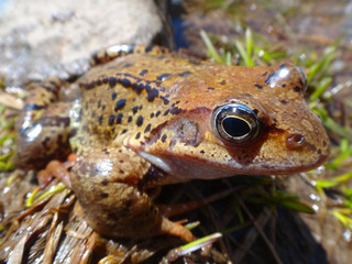 frog in pond