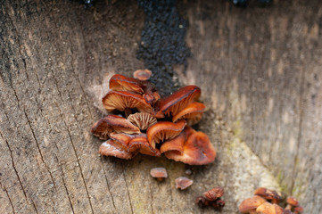 Nahaufnahme von braunen Baumpilzen auf altem verrottendem Holz im herbstlichen Wald