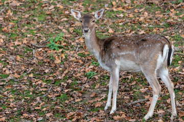 Reh im Herbstwald