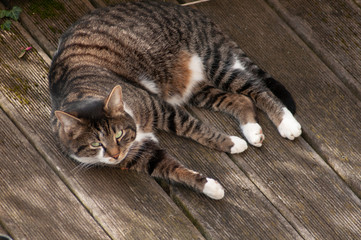 Getigerter Kater mit grünen Augen, Katzen Portrait auf Holzboden