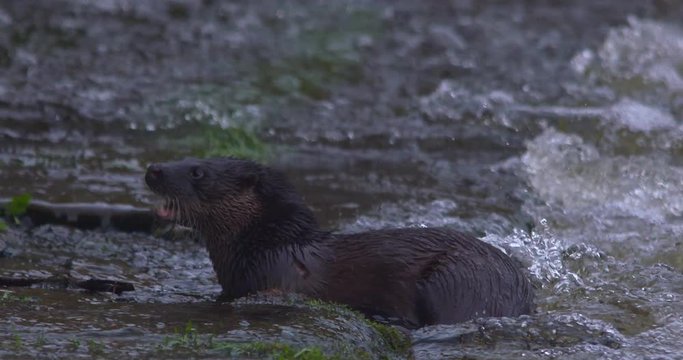 Eurasian Otter on river bank shaking head slow motion