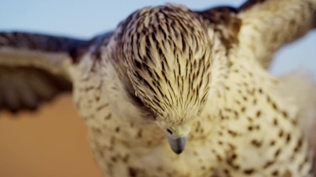 Saker falcon in close up outdoors in Arabian desert location