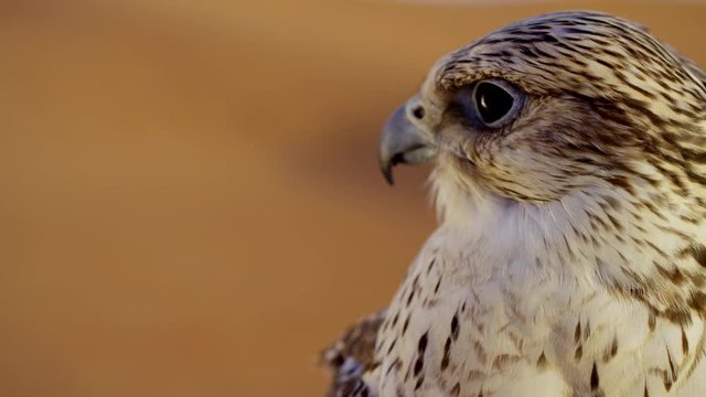 Head of a Saker falcon in Middle Eastern desert