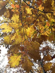 Autumn yellow tree. Tree with colorful leaves shining in the sun light