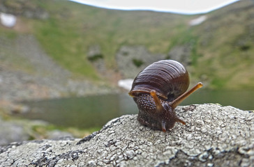 snail 