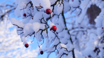 winter, зима