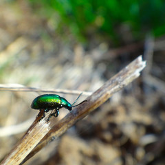 green bug