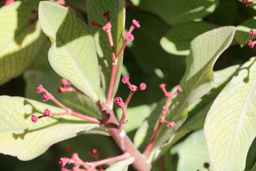 African milkbush (Euphorbia umbellata) flowers