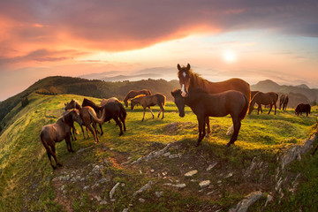 Fototapeta na wymiar Horses in the sunlight