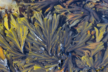 pattern created by seaweed on water surface, North sea
