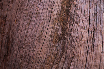 Wood close up in Bryce Canyon NP