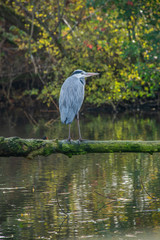 Grey Heron