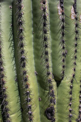 Saguaro cactus close up, Arizona