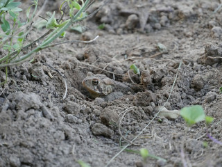American Toad in Burrow