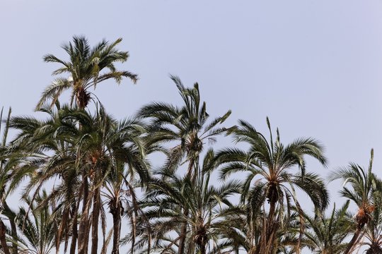 Wild Senegal date palms (Phoenix reclinata)