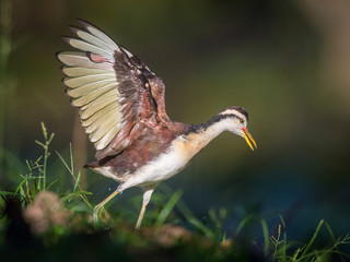 The Wattled Jacana, Jacana jacana is walking in the typical environment of Trinidad wetlands
