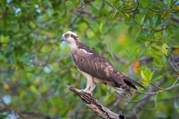 The Osprey, Pandion haliaetus just sitting on the branch and eatting the fish, also called Sea Hawk, River Hawk, and Fish Hawk, Trinidad..
