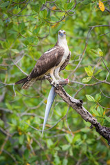 The Osprey, Pandion haliaetus just sitting on the branch and eatting the fish, also called Sea Hawk, River Hawk, and Fish Hawk, Trinidad..