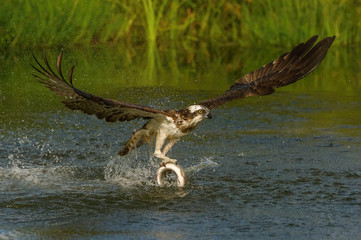 The Osprey, Pandion haliaetus just caught the fish from the pond, also called Sea Hawk, River Hawk, and Fish Hawk, Finland