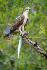 The Osprey, Pandion haliaetus just sitting on the branch and eatting the fish, also called Sea Hawk, River Hawk, and Fish Hawk, Trinidad..
