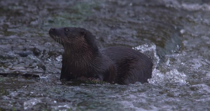 Eurasian Otter on river bank profile and walking rear view slow motion