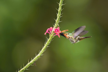 The Tufted coquette flying and sucking nectar from little blooms in colorful background
