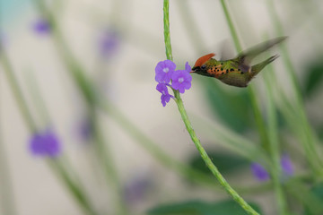 The Tufted coquette flying and sucking nectar from little blooms in colorful background