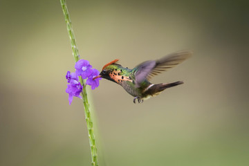 The Tufted coquette flying and sucking nectar from little blooms in colorful background