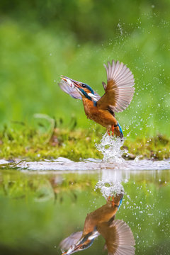 The diving Common Kingfisher, Alcedo atthis is flying with his prey in a green background. The Kingfisher just caught its prey. Colorful backgound. Amazing moment. Flying bird gem of Czech rivers.