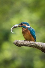 The Common Kingfisher, alcedo atthis is sitting on some stick and waiting for the prey, colorful backgound