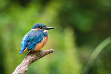 The Common Kingfisher, alcedo atthis is sitting on some stick and waiting for the prey, colorful backgound