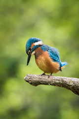 The Common Kingfisher, alcedo atthis is sitting on some stick and waiting for the prey, colorful backgound