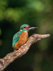 The Common Kingfisher, alcedo atthis is sitting on some stick and waiting for the prey, colorful backgound