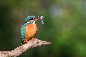 The Common Kingfisher, alcedo atthis is sitting on some stick and waiting for the prey, colorful backgound