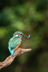 The Common Kingfisher, alcedo atthis is sitting on some stick and waiting for the prey, colorful backgound