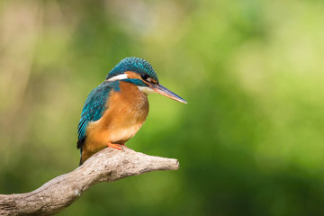 The Common Kingfisher, alcedo atthis is sitting on some stick and waiting for the prey, colorful backgound