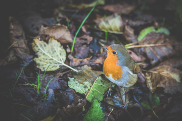 Robin Red Breast