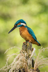 The Common Kingfisher, alcedo atthis is sitting on some stick and waiting for the prey, colorful backgound