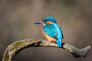 The Common Kingfisher, alcedo atthis is sitting on some stick and waiting for the prey, colorful backgound