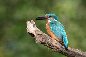 The Common Kingfisher, alcedo atthis is sitting on some stick and waiting for the prey, colorful backgound