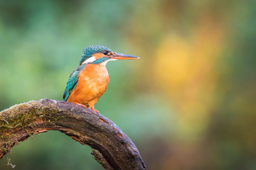 The Common Kingfisher, alcedo atthis is sitting on some stick and waiting for the prey, colorful backgound