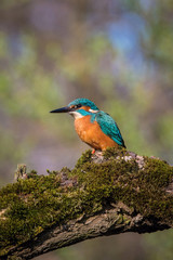 The Common Kingfisher, alcedo atthis is sitting on some stick and waiting for the prey, colorful backgound