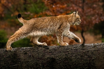 Young lynx cub climbing over fallen tree trunk. Beautiful autumn colors in the background. Lovely and cute animal. Endangered species. 