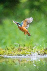 The diving Common Kingfisher, alcedo atthis is flying with his prey in green background. The kingfisher just caught his prey. Colorful backgound. Amazing moment. Flying bird gem of our rivers.