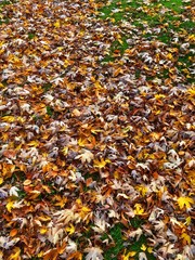 Fallen Leaves