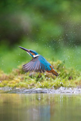 The diving Common Kingfisher, alcedo atthis is flying with his prey in green background. The kingfisher just caught his prey. Colorful backgound. Amazing moment. Flying bird gem of our rivers.
